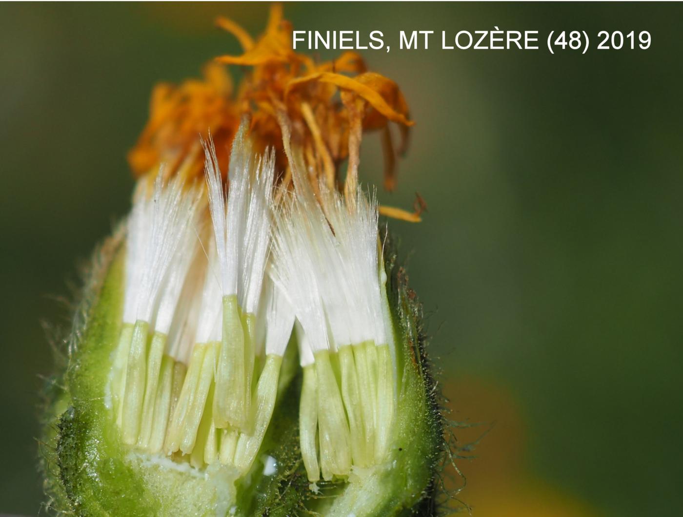 Hawk's-beard, Large-flowered fruit